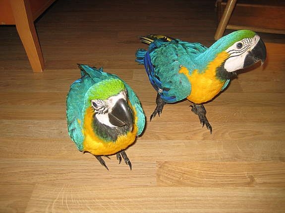 Macaw parrots for sale with cage at a low price