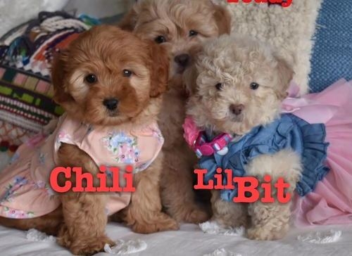 Maltipoo Puppies for new homes