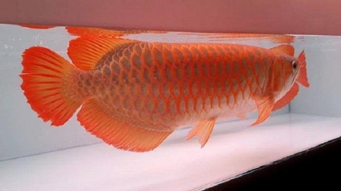 Premium Quality Super Red Arowana Fish And Many Ot