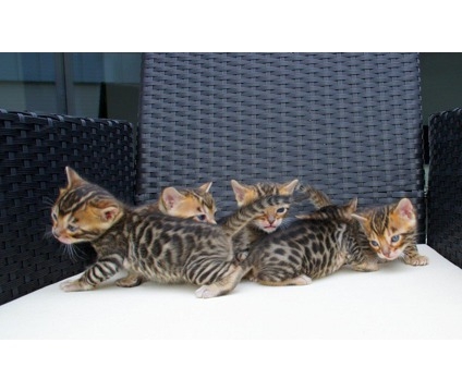 Sweet Male / Female Bengal kittens Available For S