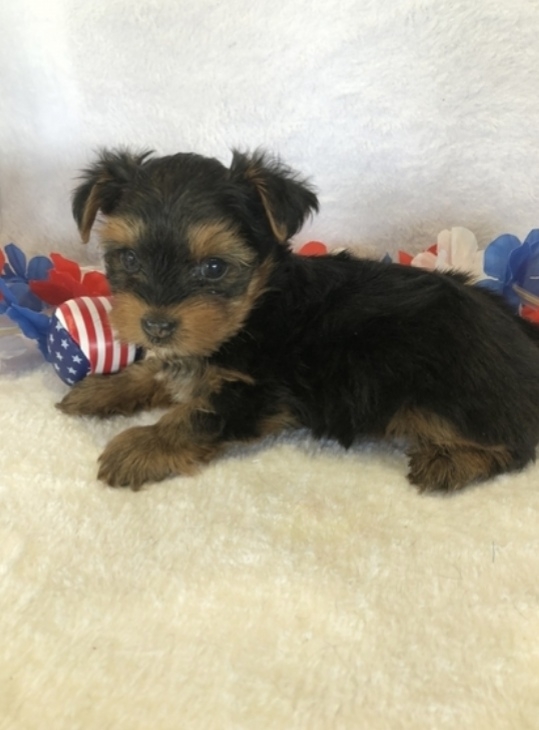 Males and females yorkie  puppies for sale 