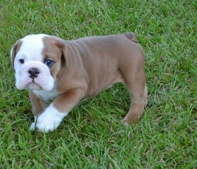 Nice English Bulldog Puppies 