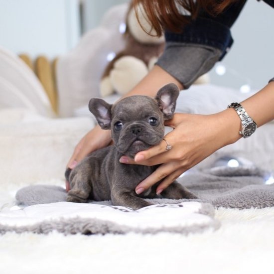 French bulldog(male)