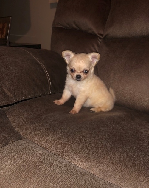 Quality Chihuahua Puppies For Sale