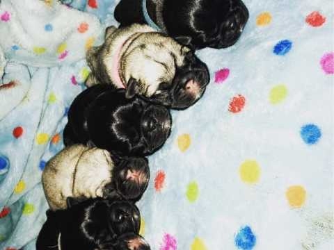 kc-reg-pug-baby-5ca3