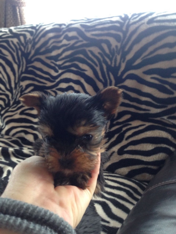 Tiny Tea Cup Yorkshire Terrier Puppies For Sale