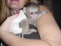 capuchin monkey available