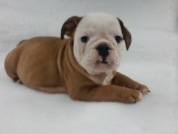  Adorable English Bulldog Puppies for sale