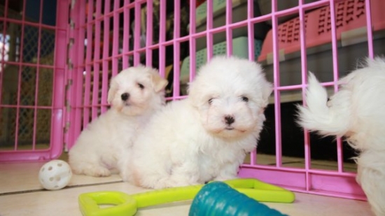 7652_maltese_puppies