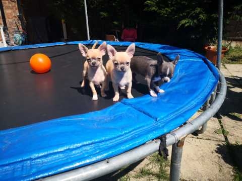  Kc Reg Smooth Coat Chihuahua Pups