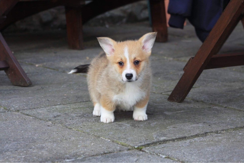 Pembroke Welsh Corgi Puppies For Sale