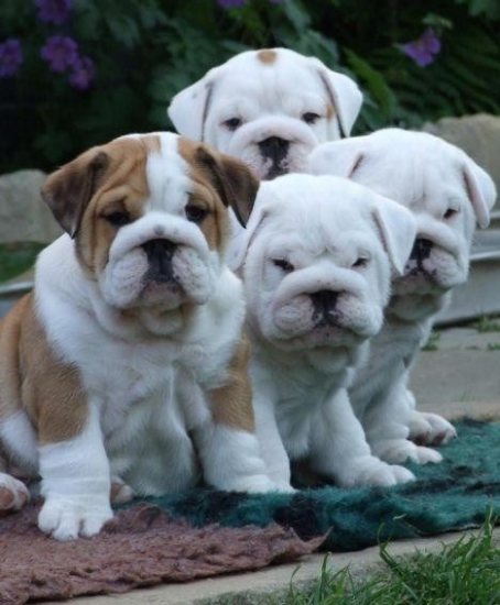 English-bulldog-pupp